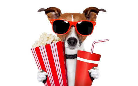 jack-russell-terrier-sunglasses-glasses-drink-tube-popcorn-humor-white-background