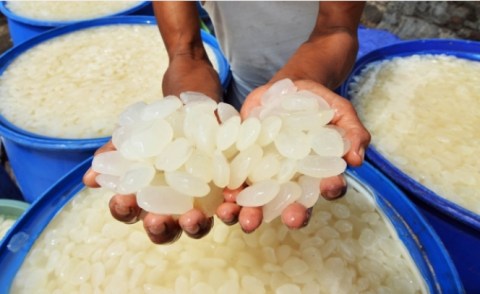 sumber; https://ilmutambah.wordpress.com/2014/12/12/manfaat-kolang-kaling-bagi-kesehatan/