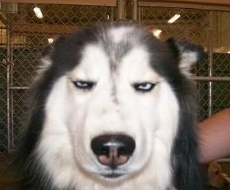 You annoy me - Imgur