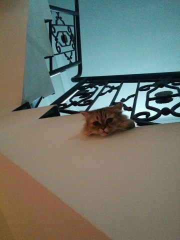 93d67b0b898d46b984fac3d056893003