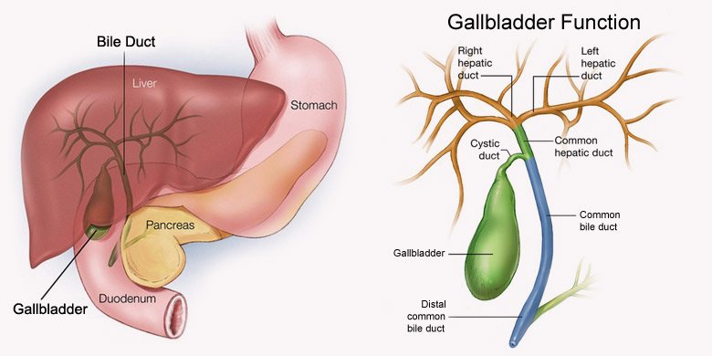 gallbladder-function